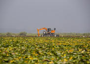 A de-weeding machine is used to remove weeds and lotus lilies at Dal lake in Srinagar, Indian controlled Kashmir, Tuesday, Sept. 14, 2021. Weeds, silt and untreated sewage are increasingly choking the sprawling scenic lake, which dominates the city and draws tens of thousands of tourists each year. (AP Photo/Mukhtar Khan)