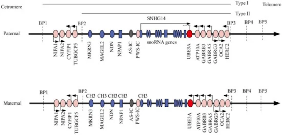 Genetic map of paternal and maternal copies of chromosome 15 annotating various genes