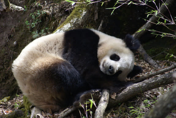 Giant pandas (<i>Ailuropoda melanoleuca</i>) are slow movers.