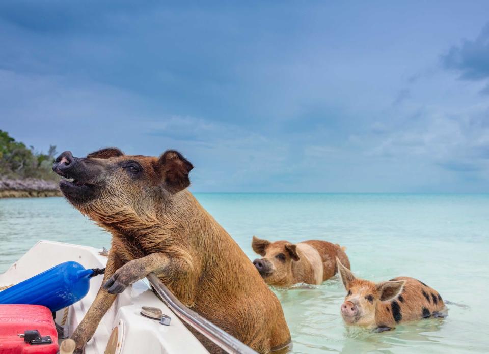 <p>Wild pigs roam the clear waters on Pig Beach in Exuma, The Bahamas. </p>