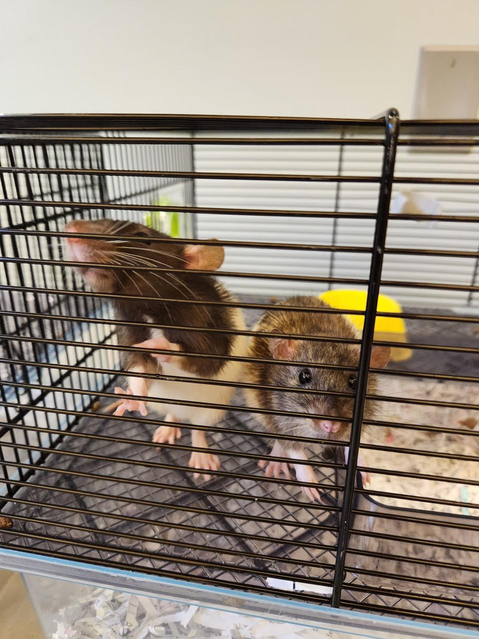 Two of the 18 rats that Bucks County SPCA removed from a Sellersville couple who are facing felony child endangerment charges for allegedly neglecting their seven children.