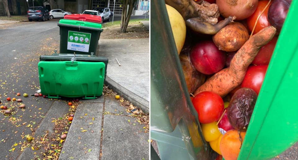 Left, the green bin fallen over in the street behind Coles at Rose Bay. Right is the produce pushing on the bin's lid.