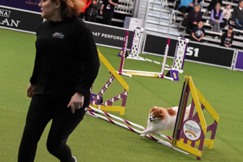 A dog competes in the Masters Agility Championship during the Westminster Kennel Club Dog Show in New York