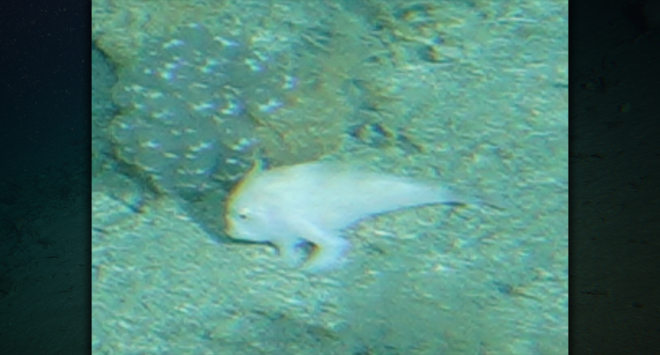 A closeup of the narrowbody handfish.