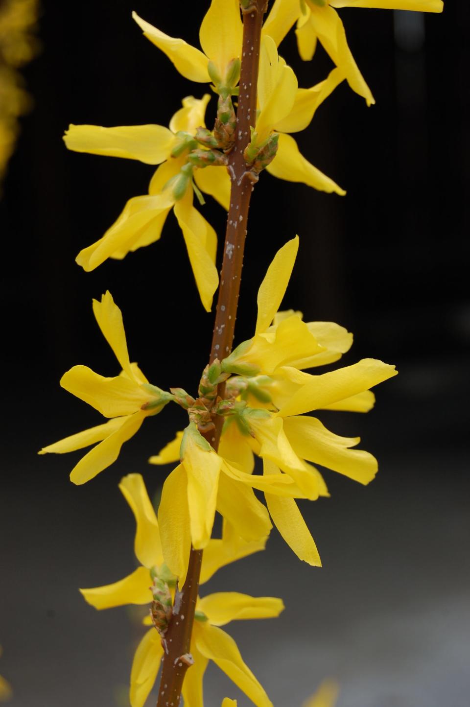 Most forsythia species and hybrids need little winter to satisfy their dormancy requirement and are among the easiest to force into bloom indoors.