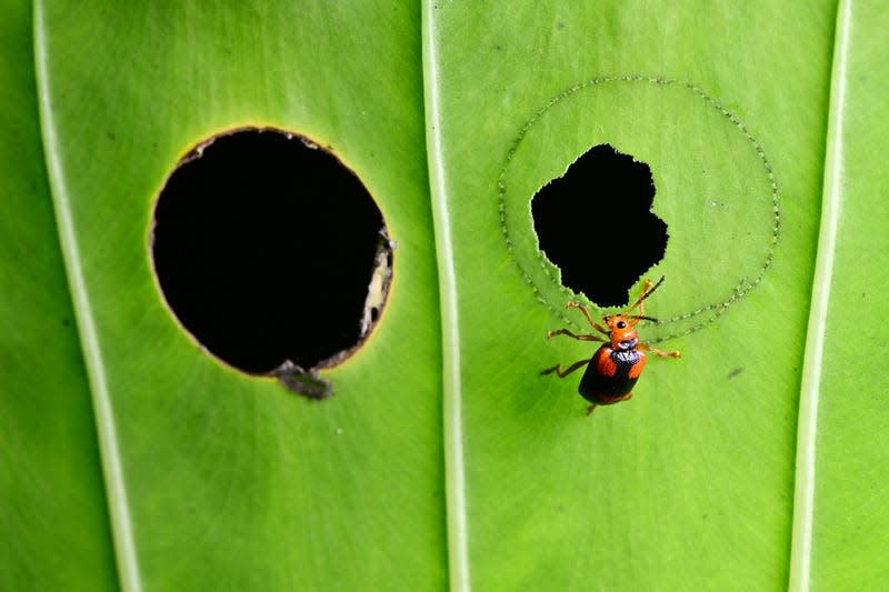 A beetle eating a toxic leaf, avoiding the toxins.