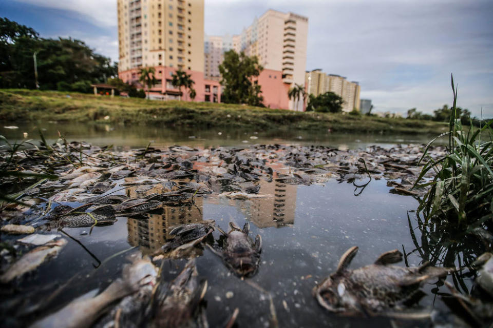 Freshwater fish that died in a river near Section 13 Shah Alam June 23, 2021. ― Picture by Hari Anggara