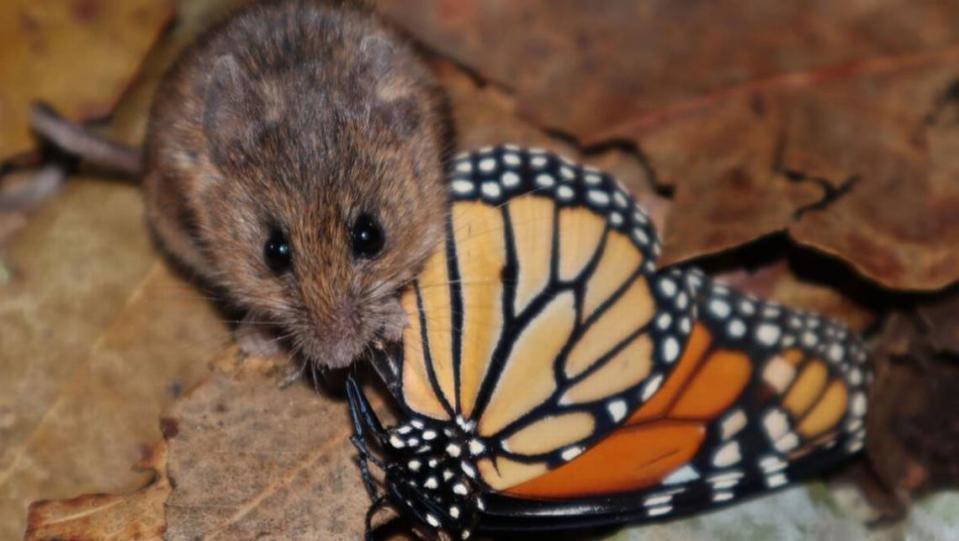 A harvest mouse finds a dead lab-raised monarch butterfly University of Utah researchers planted at the Pismo State Beach Monarch Butterfly Grove. A 2020 study determined mice in the grove sometimes include butterflies in their diets.