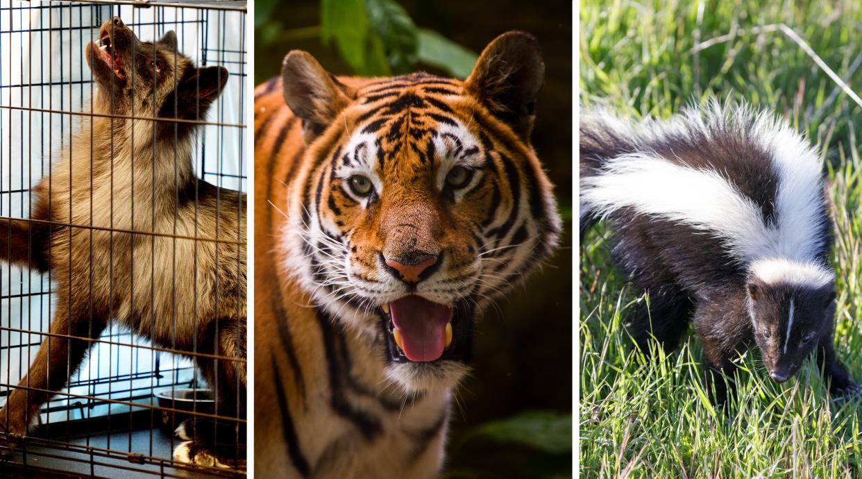 Which of these three is the most popular wild animal in Monroe County?