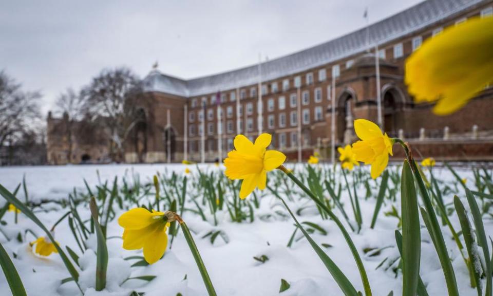 Daffodils covered in snow in Bristol