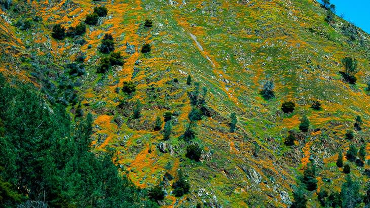 flowers mountainside