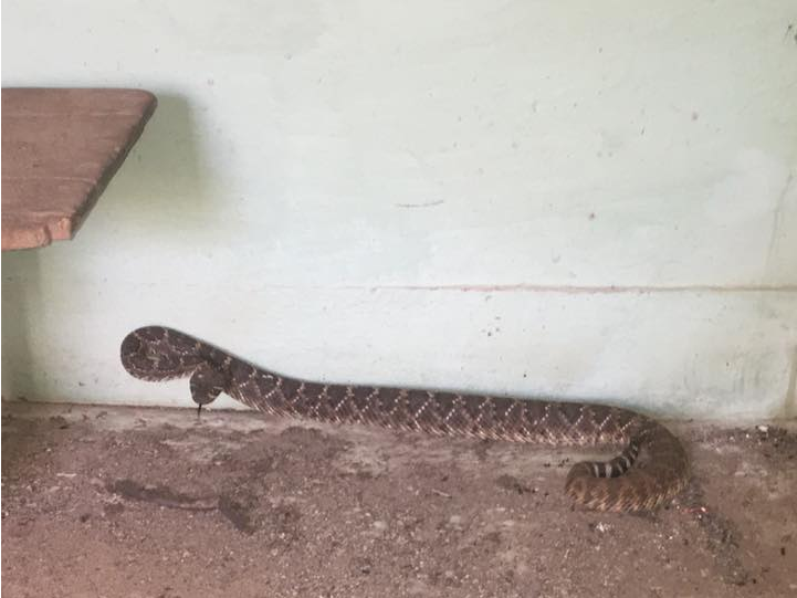 rattlesnakes texas
