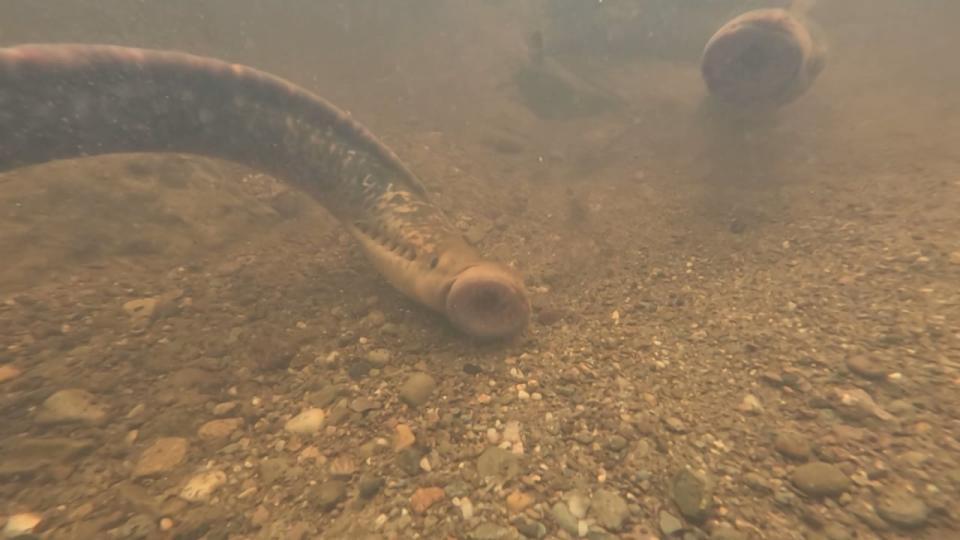 Lamprey eels in below the falls where Hickie says there used to be a pool five feet deep. Sea lamprey spawn in freshwater streams.