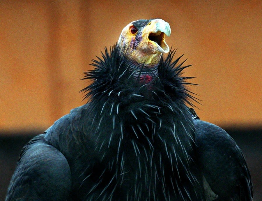 FILE – In a Thursday, Nov. 20, 2003 file photo, a California condor is seen at the Oregon Zoo condor breeding facility, near Carver, Ore. The Yurok Tribe hopes to restore condors to ancestral lands in Northern California. If they succeed, it would be the first reintroduction of condors in the northern half of their historical range, which stretches to British Columbia. (AP Photo/Rick Bowmer, File)