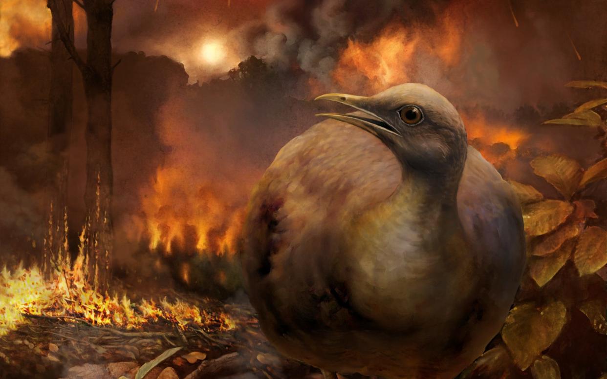 An artist's impression of the common ancestor of all bird, which would have lived on the ground  - Phillip M Krzeminski 