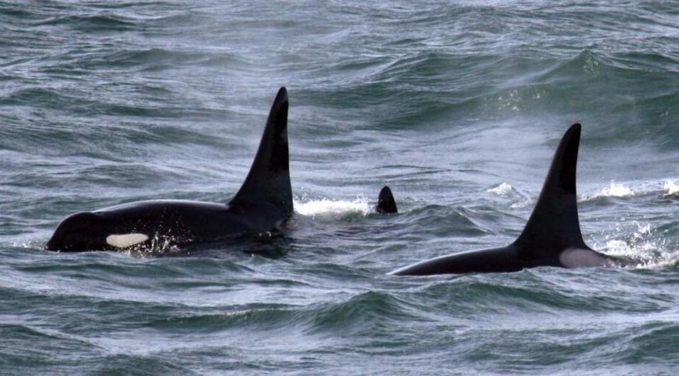 Orcas play in the Pacific Ocean off the Washington coastline.