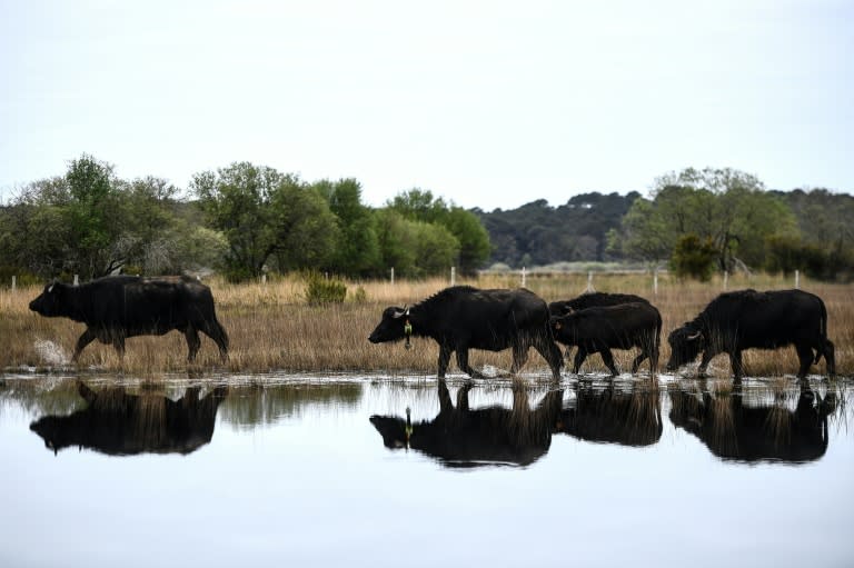 Des buffles d'eau dans la réserve de l'étang de Cousseau (Gironde), le 11 avril 2024 (Christophe ARCHAMBAULT)