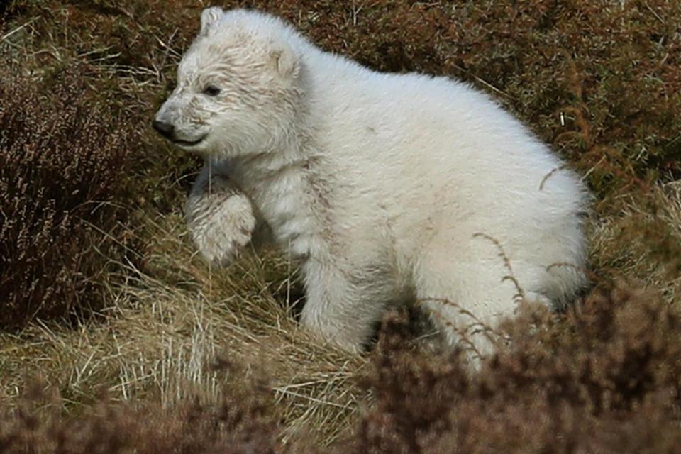 The cub has been called Hamish (PA)