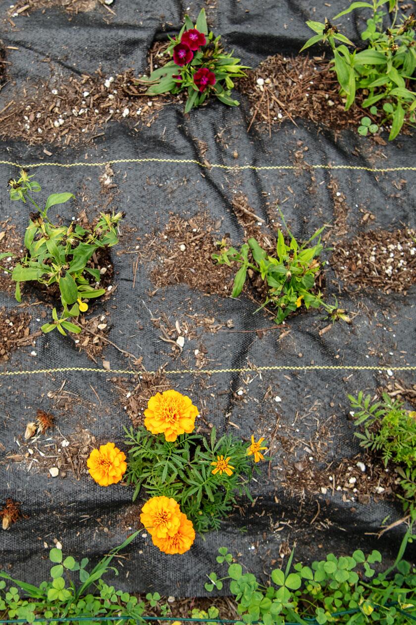 Dianthus, top, and marigold flowers 