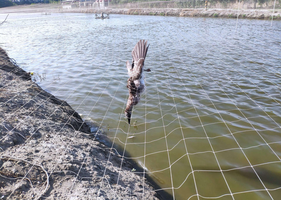 違法獵捕野生動物 將處以罰緩及刑責， 籲請農民友善防鳥 讓生態生產永續共存。