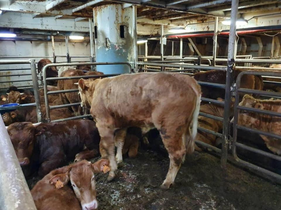 <p>Cattle pictured on board the ‘Karim Allah’</p> (via REUTERS)