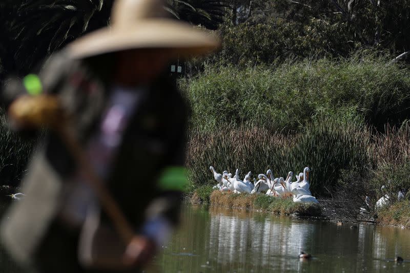 Pelícanos blancos americanos llegan a Ciudad de México