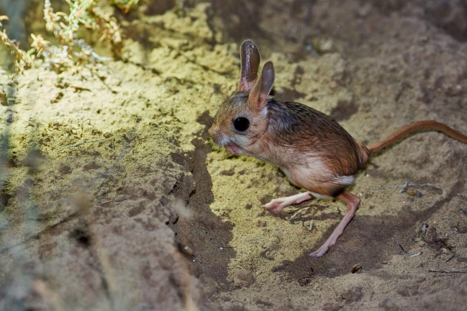 Jerboa