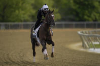 Preakness entrant Crowded Trade works out during a training session ahead of the Preakness Stakes horse race at Pimlico Race Course, Wednesday, May 12, 2021, in Baltimore. (AP Photo/Julio Cortez)