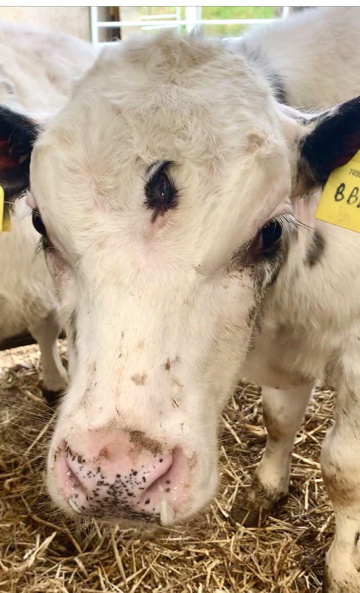 The otherwise healthy calf was born with a third eye. (Wales News)