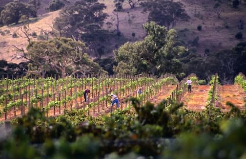 A vineyard in McLaren Vale - Credit: getty