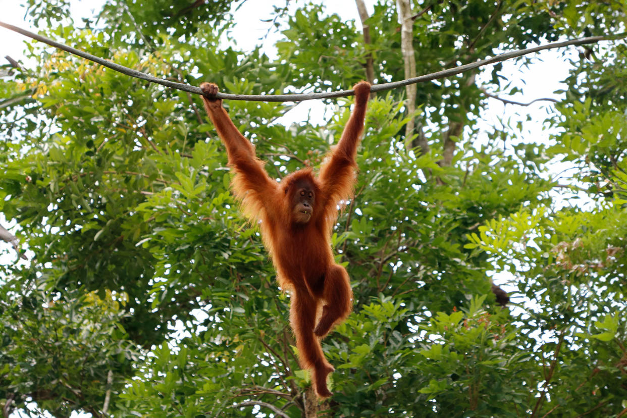 A juvenile male Bornean orangutan Getty Images/seng chye teo