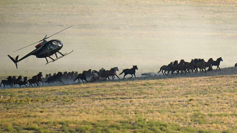 A helicopter pushes wild horses during a roundup on July 16, 2021, near U.S. Army Dugway Proving Ground, Utah. Federal land managers are increasing the number of horses removed from the range this year during an historic drought. They say it's necessary to protect the parched land and the animals themselves, but wild-horse advocates accuse them of using the conditions as an excuse to move out more of the iconic animals to preserve cattle grazing. (AP Photo/Rick Bowmer)