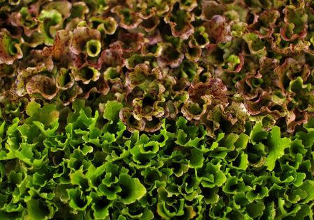 Lettuce transplants grow in a green house on the Chino family farm in Rancho Santa Fe, California April 23, 2013. REUTERS/Mike Blake