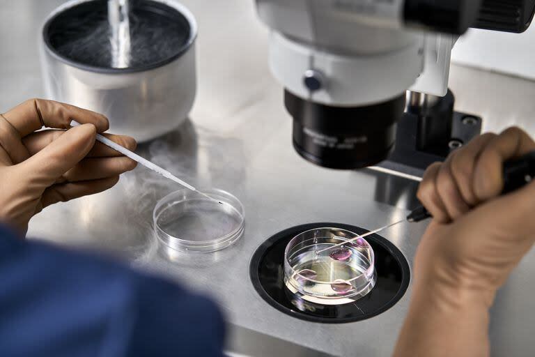Un técnico de laboratorio controla el proceso de fertilización in vitro en los platos de Petri en el laboratorio 