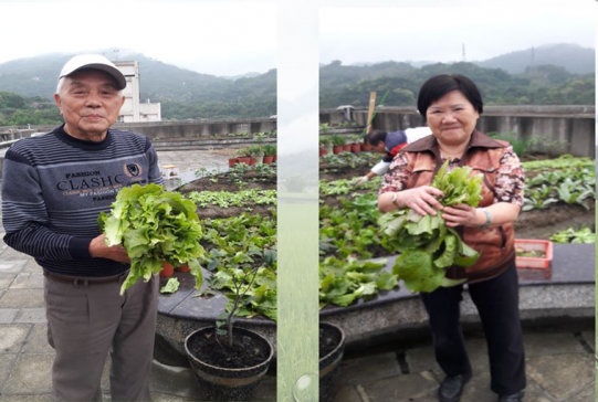 樟腳里有機農場收成的蔬菜，會由轉送給獨居長者及弱勢家庭。（圖片提供：樟腳里辦公處）