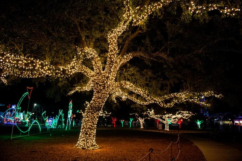 Oak trees are illuminated with Christmas lights during the Harbor Lights Winter Festival at Jones Park in Gulfport on Thursday, Dec. 2, 2021.