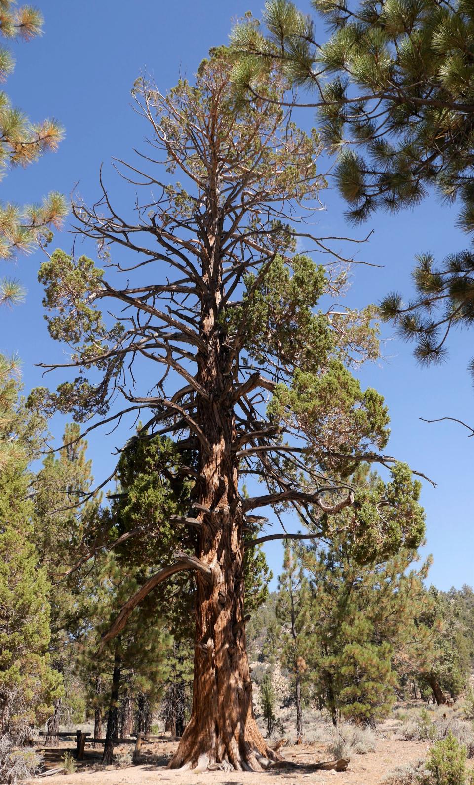 The "hanging tree" in Holcomb Valley near Big Bear, Calif.