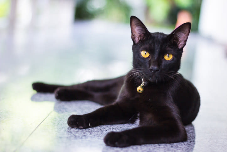 black cat laying down