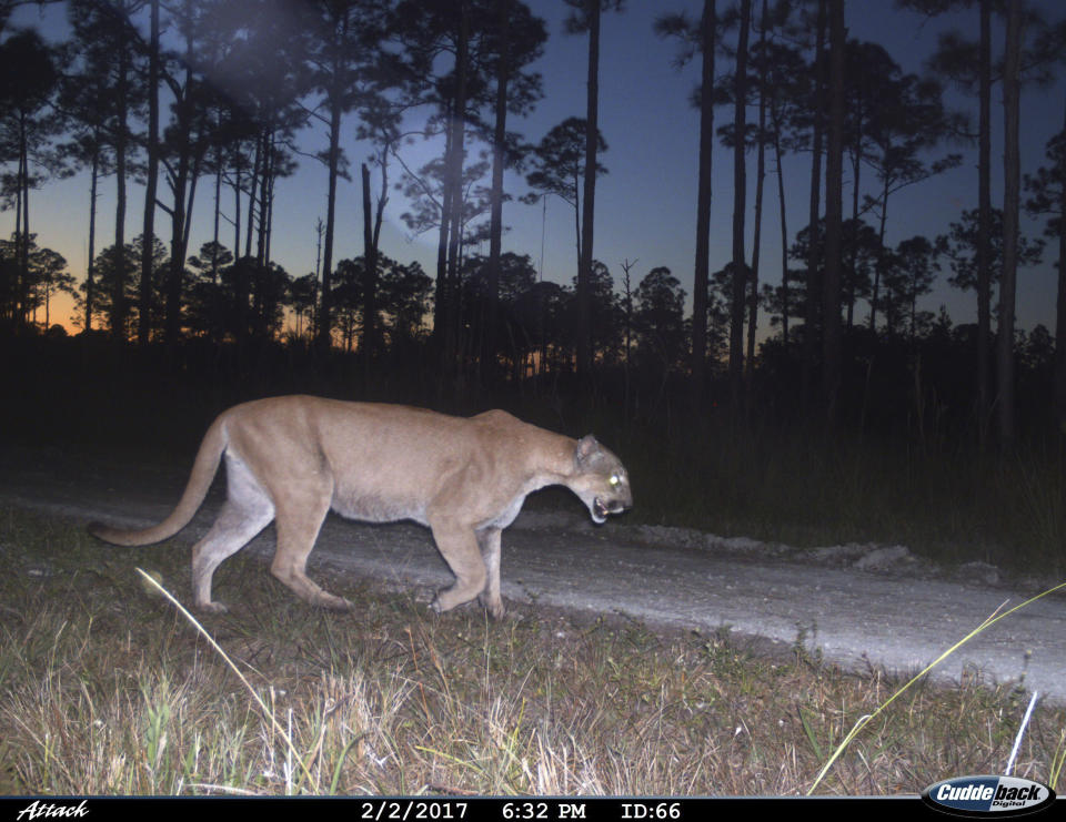 This 2017 photo from a U.S. Fish and Wildlife Service motion-activated camera shows a Florida panther at Florida Panther National Wildlife Refuge. Fifty years after the Endangered Species Act took effect, environmental advocates and scientists say the law is as essential as ever. Habitat loss, pollution, climate change and disease are putting an estimated 1 million species worldwide at risk. (U.S. Fish and Wildlife Service via AP)