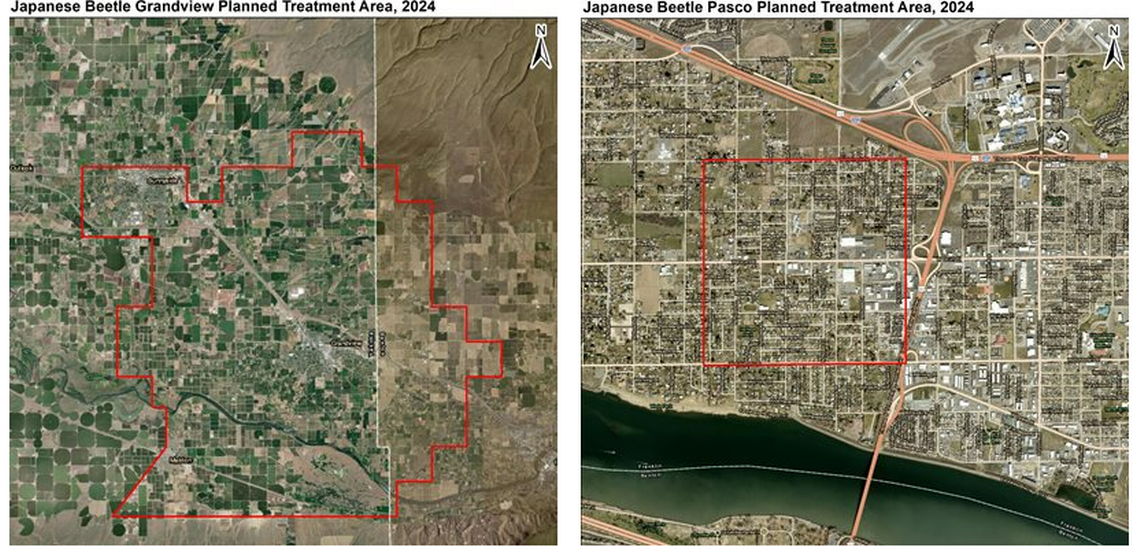 A square mile of Pasco and an area near Grandview that crosses the Yakima County line into Benton County were sprayed for the larvae of invasive Japanese beetles this spring.