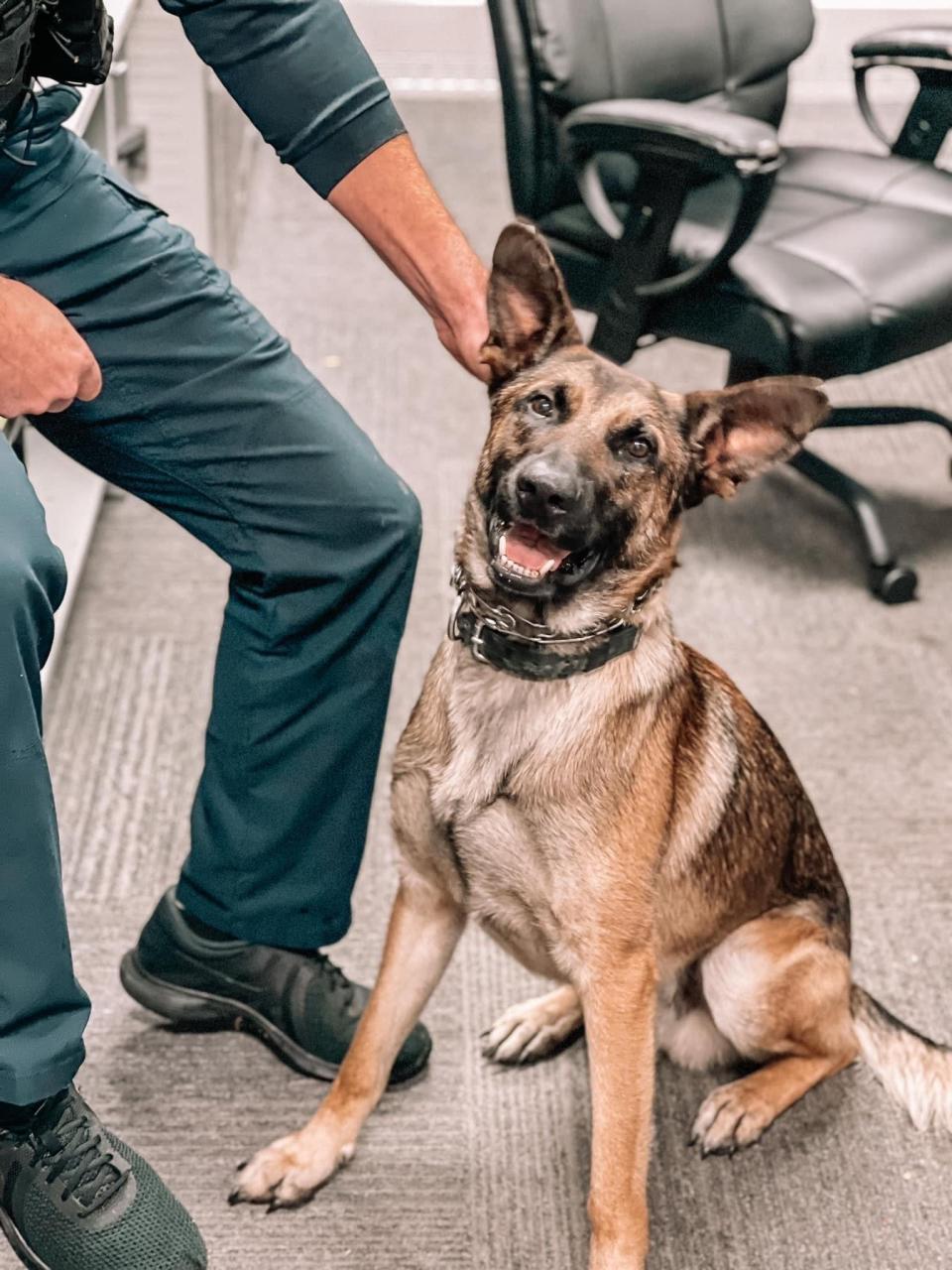 Jack the police dog is pictured in September 2021 at the age of 14 months, when he started working for Indiana's Crown Point Police Department.