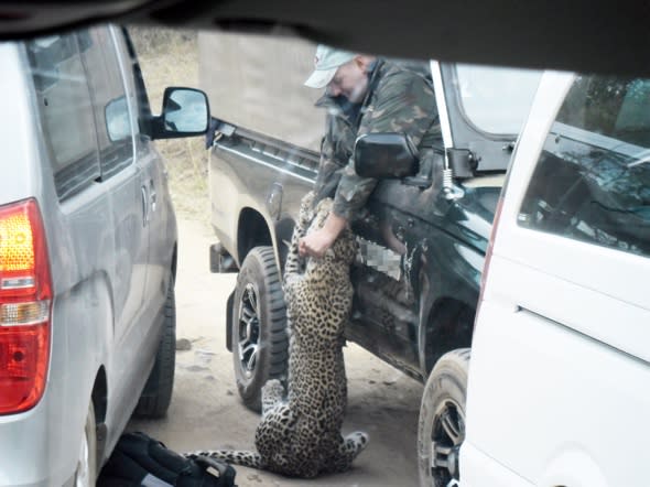 British safari guide attacked by leopard in car full of tourists