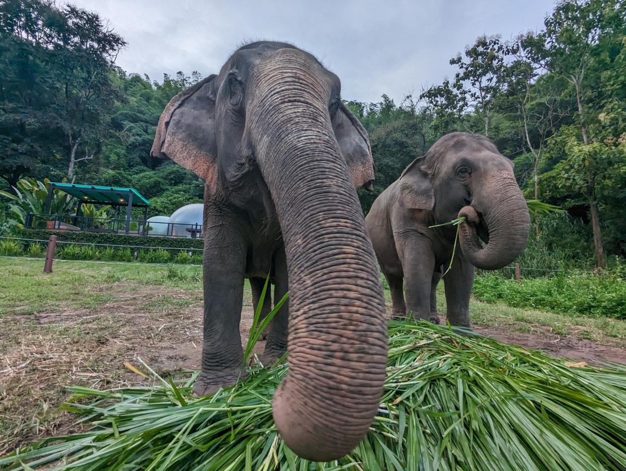 Elephants enjoying dinner at the Anantara Golden Triangle Elephant Camp & Resort near Chiang Rai, Thailand.