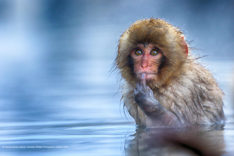 Una scimmia delle neve in Giappone sembra dubbiosa ©Txema Garcia Laseca / Comedy Wildlife Photography Awards 2019