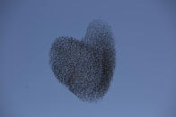 <p>A flock of migrating starlings flies over the southern Israeli village of Tidhar, Feb. 12, 2014. (Photo: Oded Balilty/AP) </p>