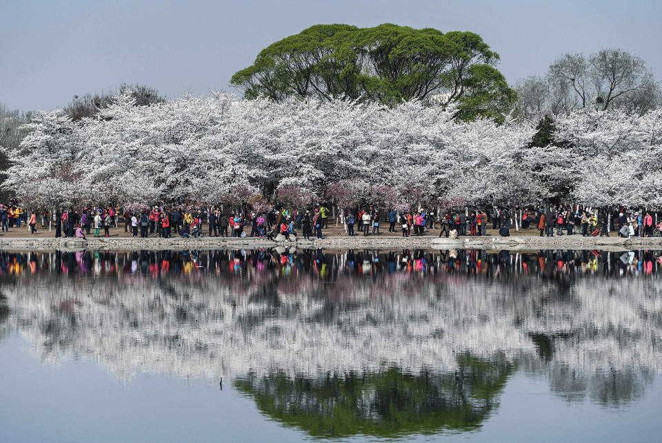 Cherry Blossoms in full bloom in China