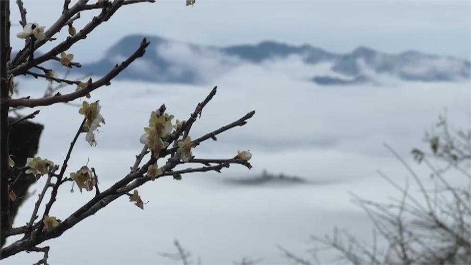 梅嶺梅花提早綻放　高海拔已盛開近五成