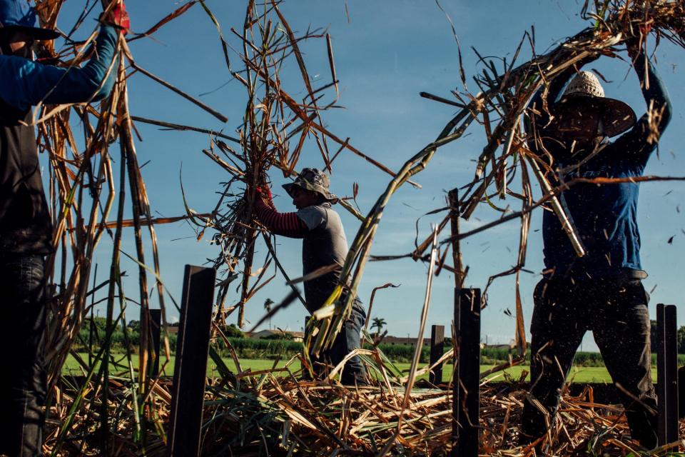 H2A Farmworkers from Guerrero plant sugar cane in a farm owned by RC Hatton farms.