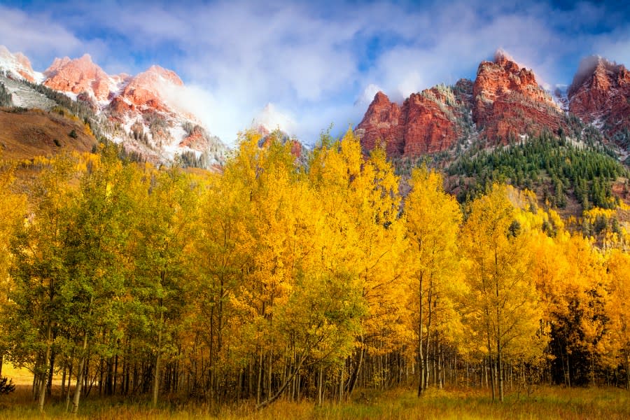 A golden aspen grove in the Maroon Bells area of Colorado (Getty Images)