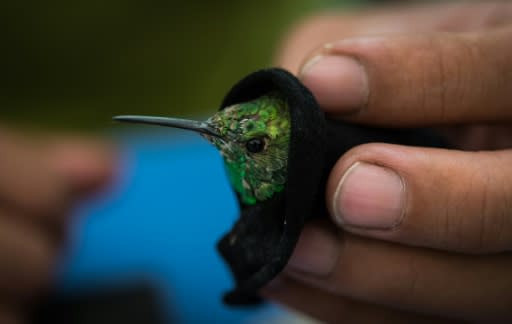 A biologist checks the physical condition of a hummingbird, a species whose threats include climate change